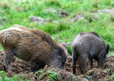 sanglier
